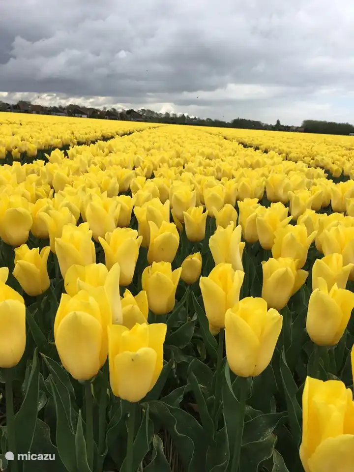 Les parterres de tulipes à Julianadorp