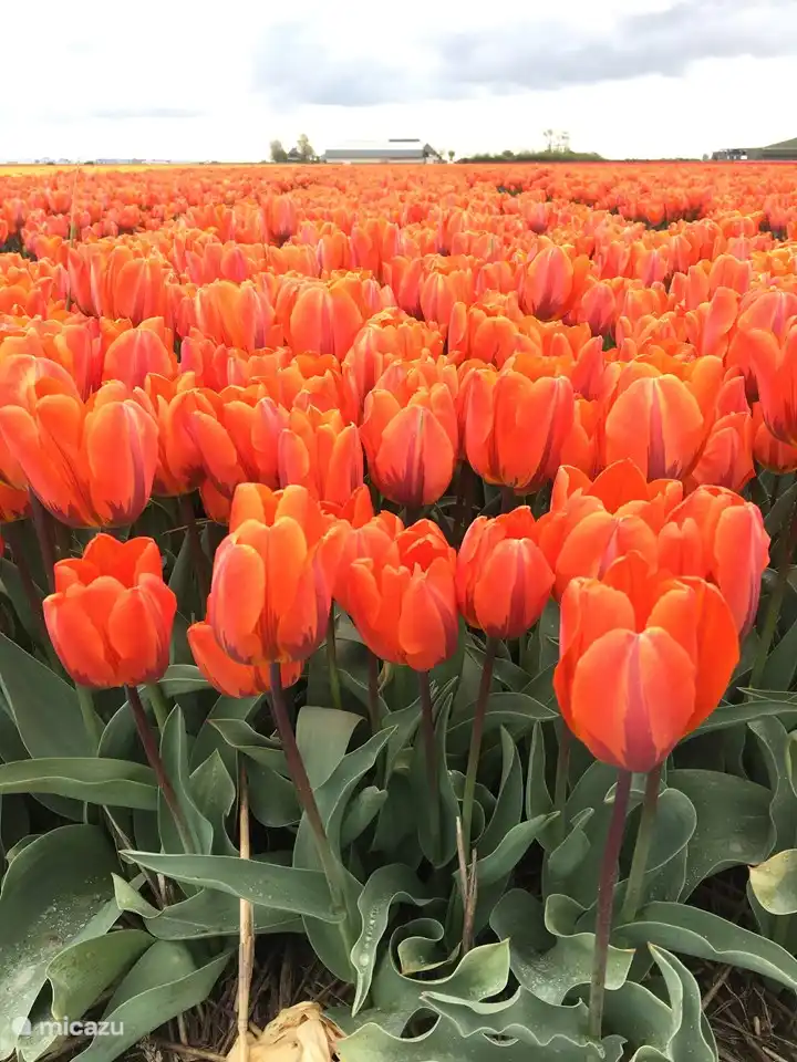 Les parterres de tulipes à Julianadorp