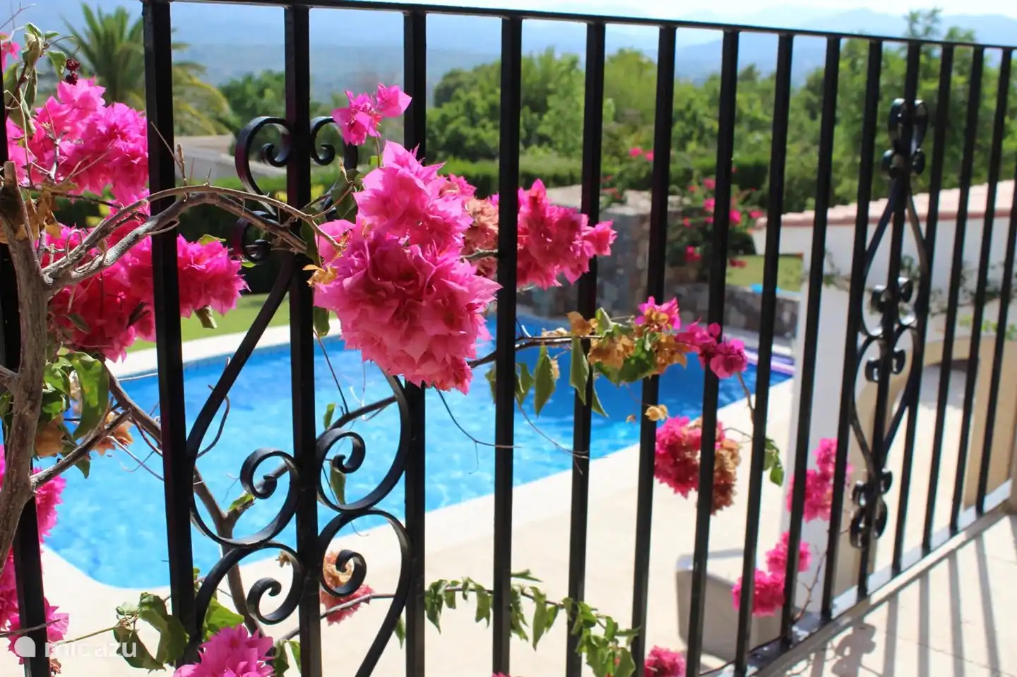 The bougainvillea is connected to irrigation and therefore beautiful all year round.