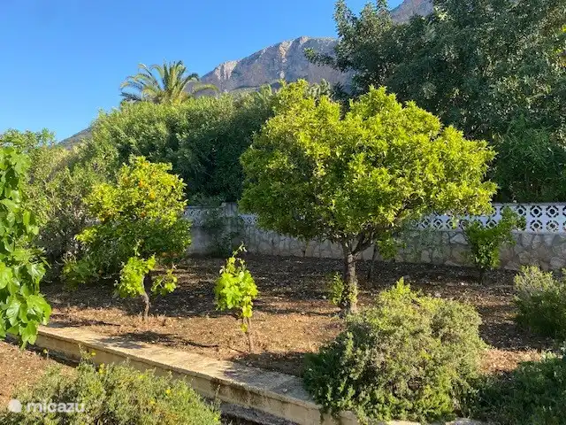 In the garden there are a number of fruit trees (lemon, orange, figs, kaki) and grape plants.