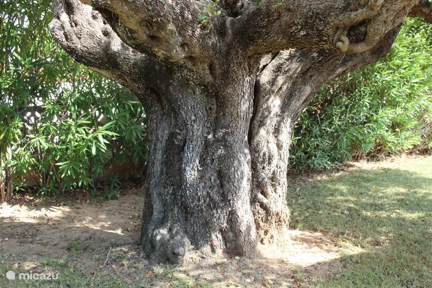 The oldest tree in the garden.