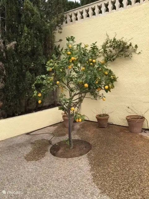 Limones de nuestra propia cosecha, saben deliciosos.