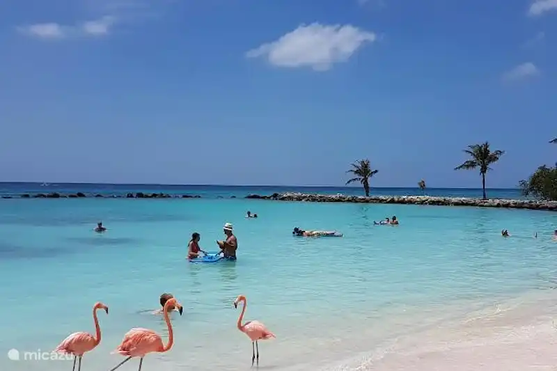 New Lagoon Studio 5 Walk To Sea In Oranjestad Vacation Al Aruba Oranjestad Studio New Lagoon 5