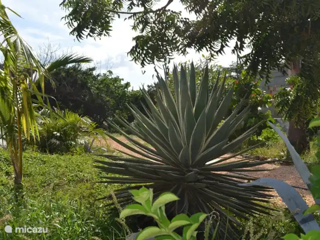 Casa Alto Vista | Aruba, Nord, Alto Vista - maison de vacances Jardin tropical
