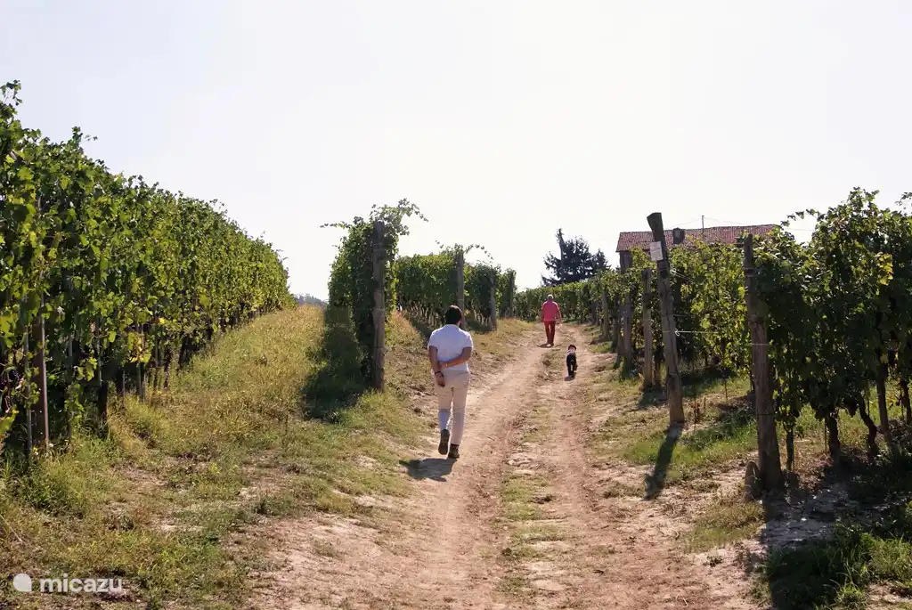 schöner Spaziergang zwischen den Reben