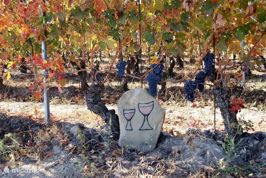 Die Nebbiolo Traube in der Nähe von Barolo