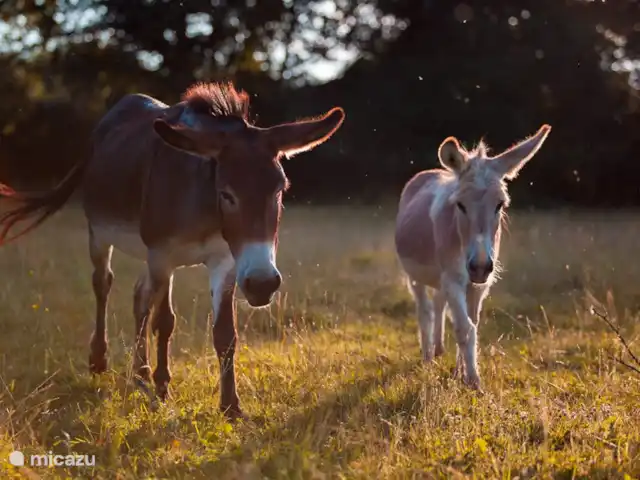 Les Giraudors | France, Loire, Saint-Firmin-sur-Loire - maison de vacances Nos ânes.