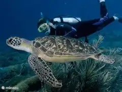 Diving with turtles
