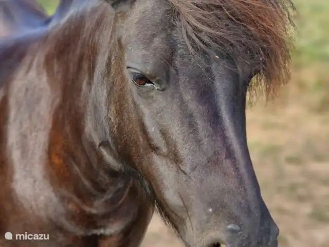 amarie en Francia, Dordoña, Saint-Romain-de-Monpazier - casa vacacional poni amazonas