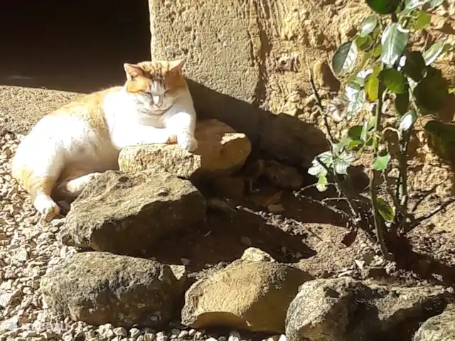 amarie en Francia, Dordoña, Saint-Romain-de-Monpazier - casa vacacional gatito fonske