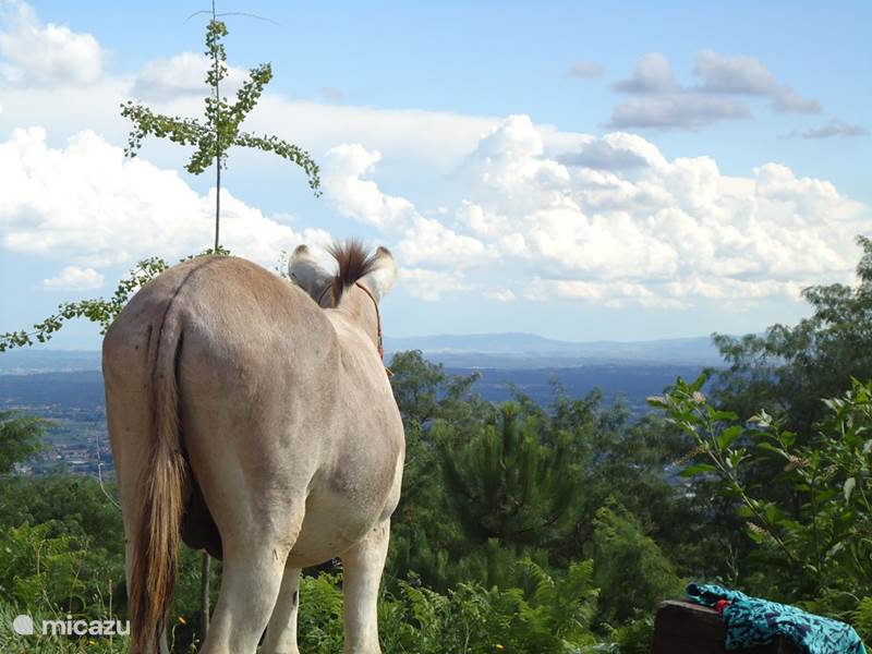 Ferienwohnung Italien, Toskana, Uzzano Glamping / Safarizelt / Yurt Glückliche Donkeys Safari-Zelt Timo