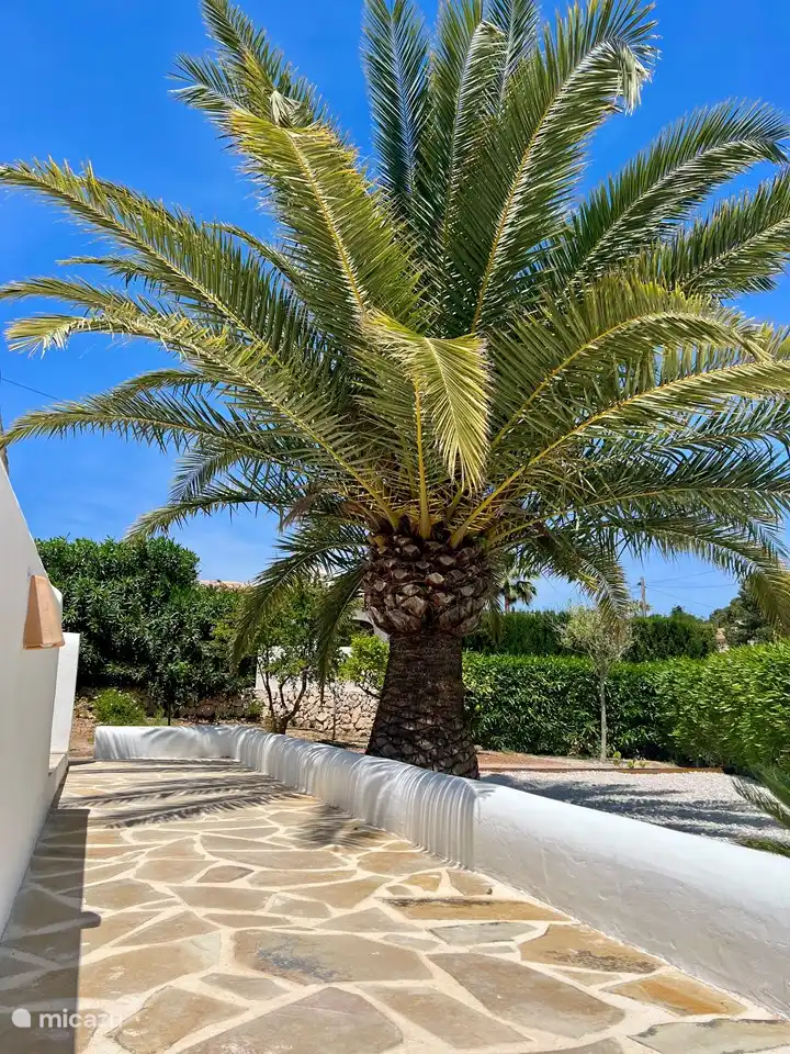 Le palmier ne devrait pas manquer