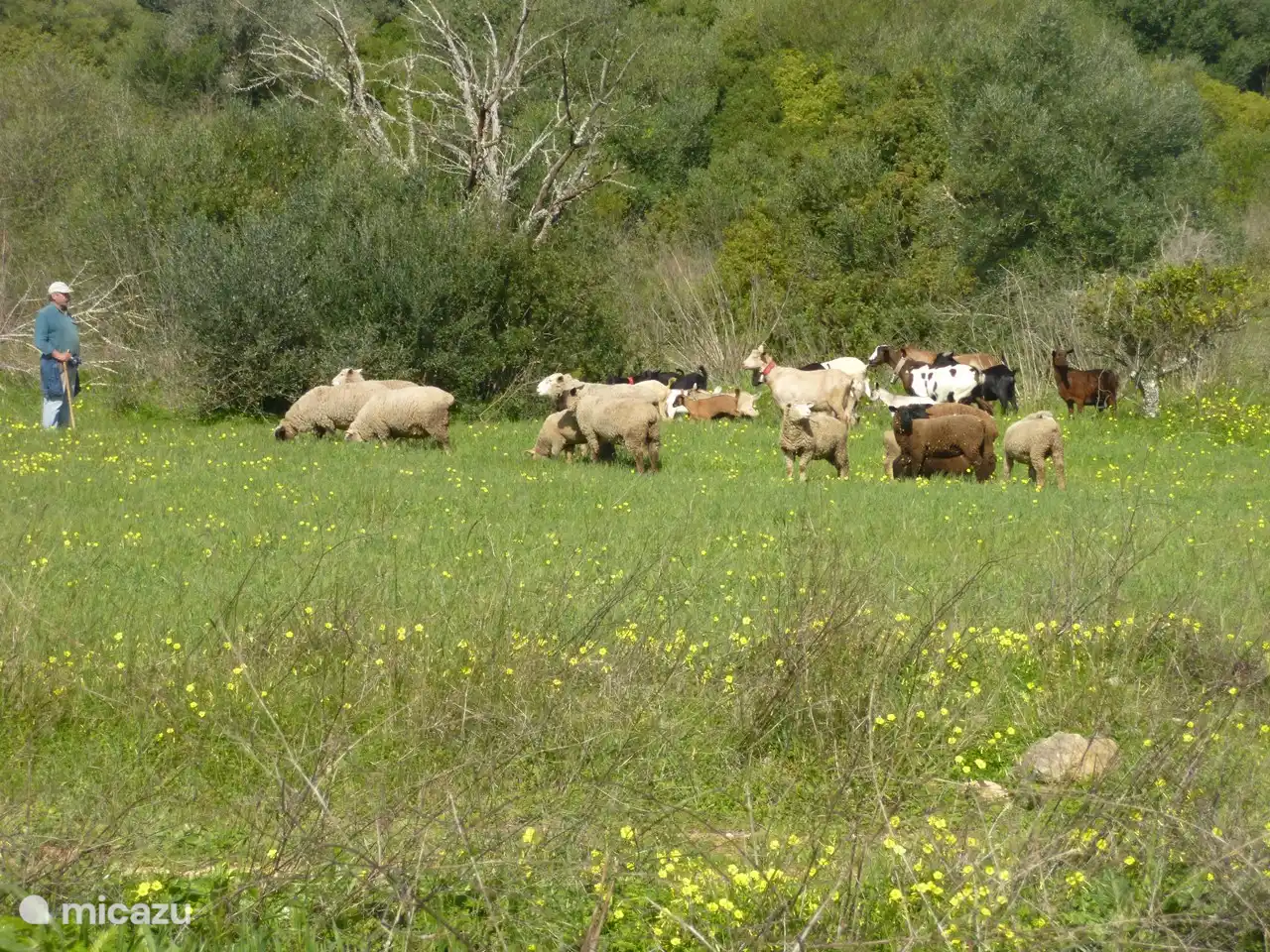 Berger qui passe parfois