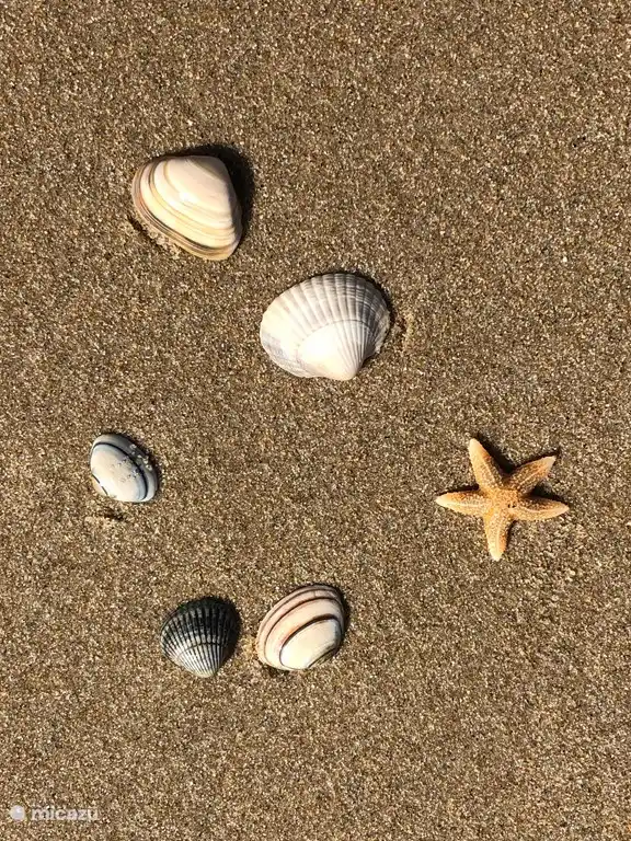 Nature pure sur la plage