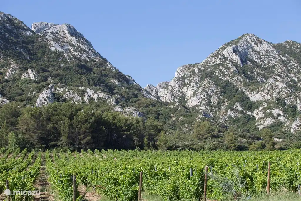 Les vins de Château Romanin