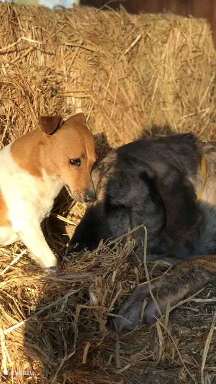 Whitney &amp; Nelson