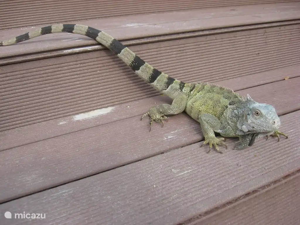 Iguane