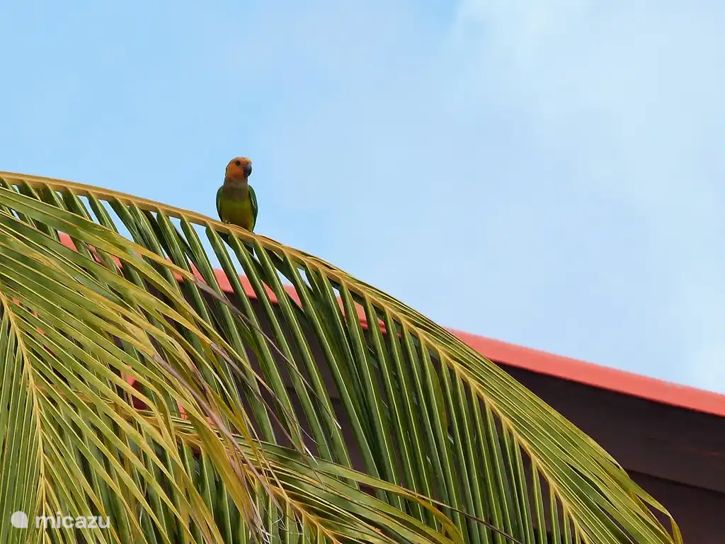 Prikichi en Papiamentu (petit perroquet)