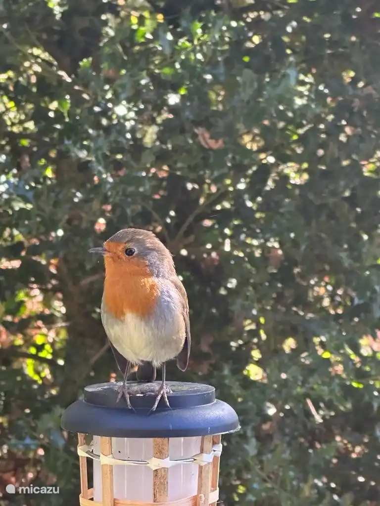 Nuestro p&#225;jaro dom&#233;stico le visitar&#225; peri&#243;dicamente.