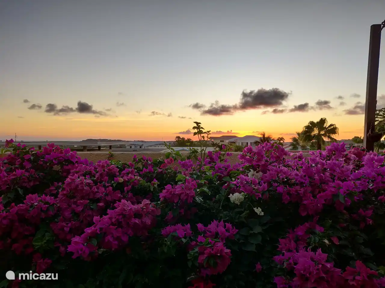 Schöne Bougainvillea