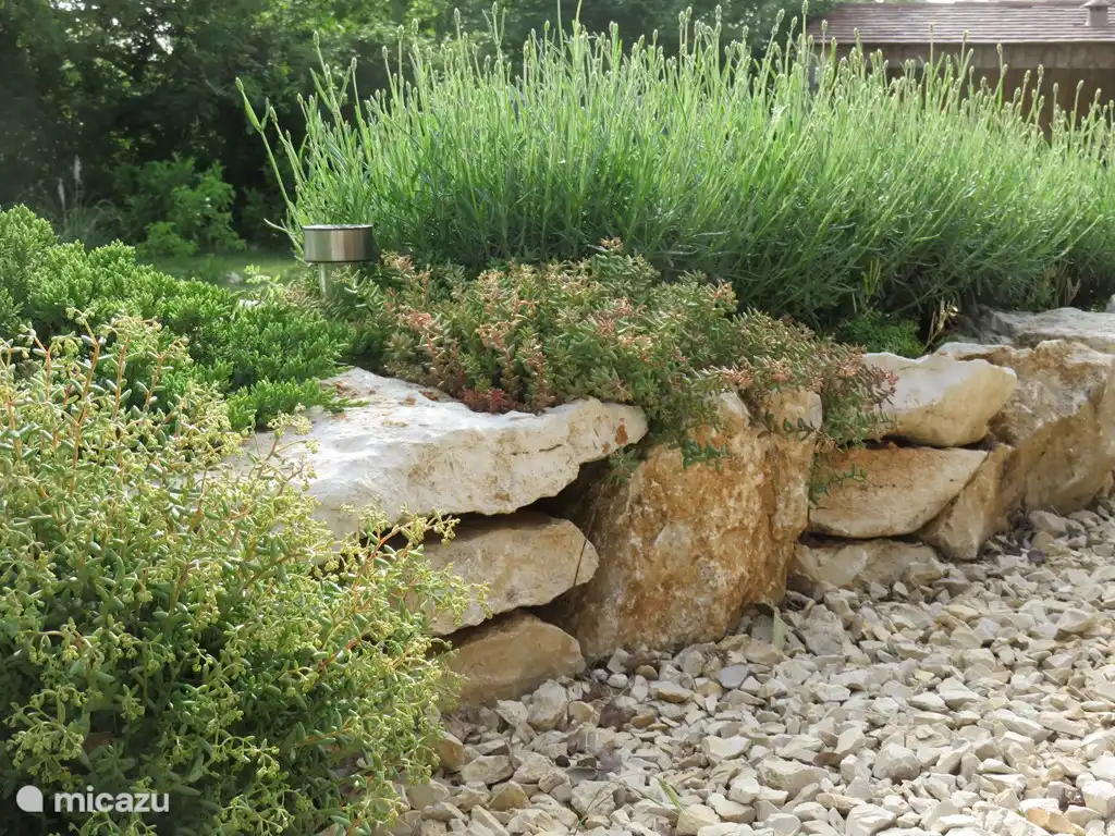 Lavendel staat in de zomer in bloei