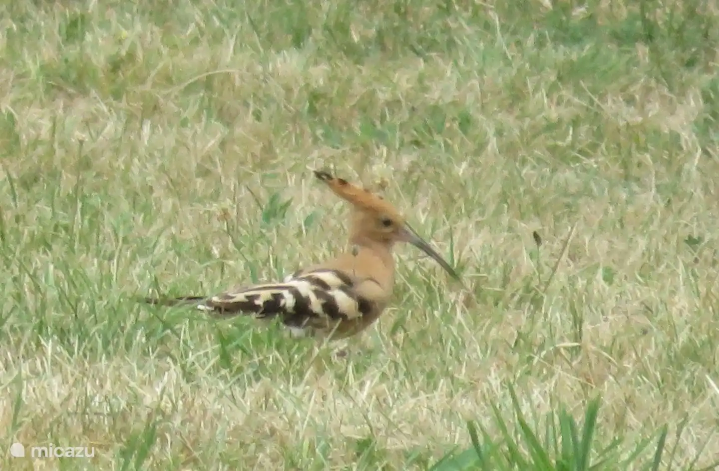 Bijzondere vogel (Hop) in de tuin.