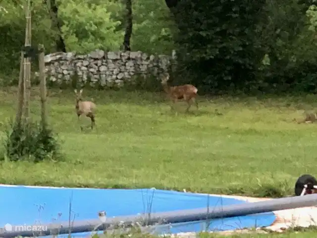 Met een beetje geluk tref je de reeën op het terrein. ( hier vlak bij het zwembad) 