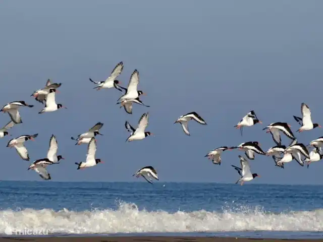Parc de sable 127 | Pays-Bas, Hollande du Nord, Callantsoog - maison de vacances