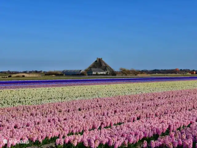 Parc de sable 127 | Pays-Bas, Hollande du Nord, Callantsoog - maison de vacances