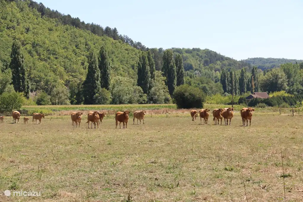 Kühe auf der angrenzenden Wiese