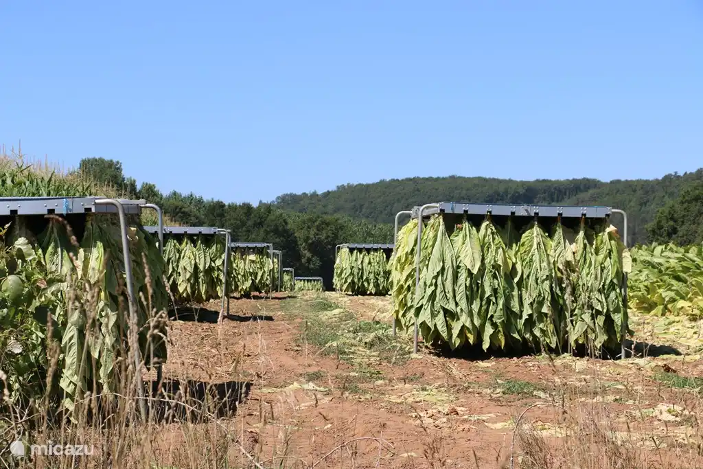 Tabakfeld im Bereich