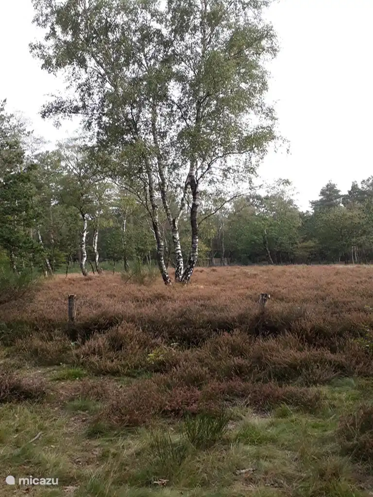 Un bel arbre dans la zone de captage