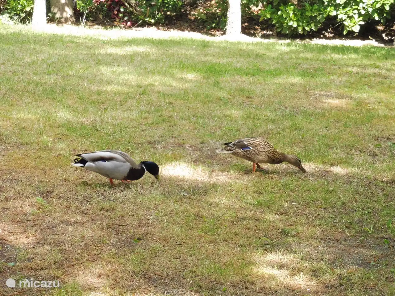 Every spring, the ducklings come to scurry around in the garden.