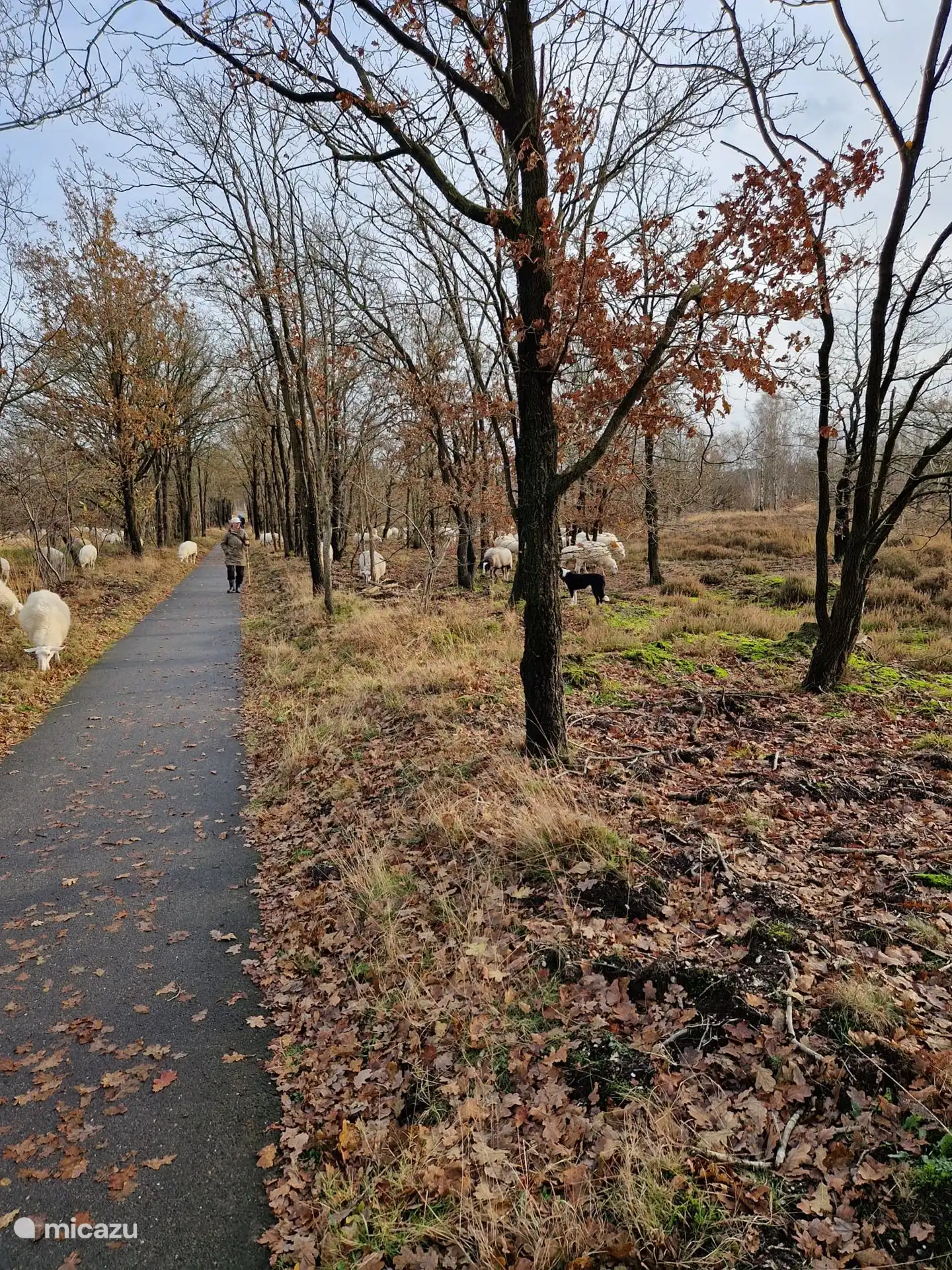 During a bike ride to Staverden we were surprised by a beautiful herd of sheep.