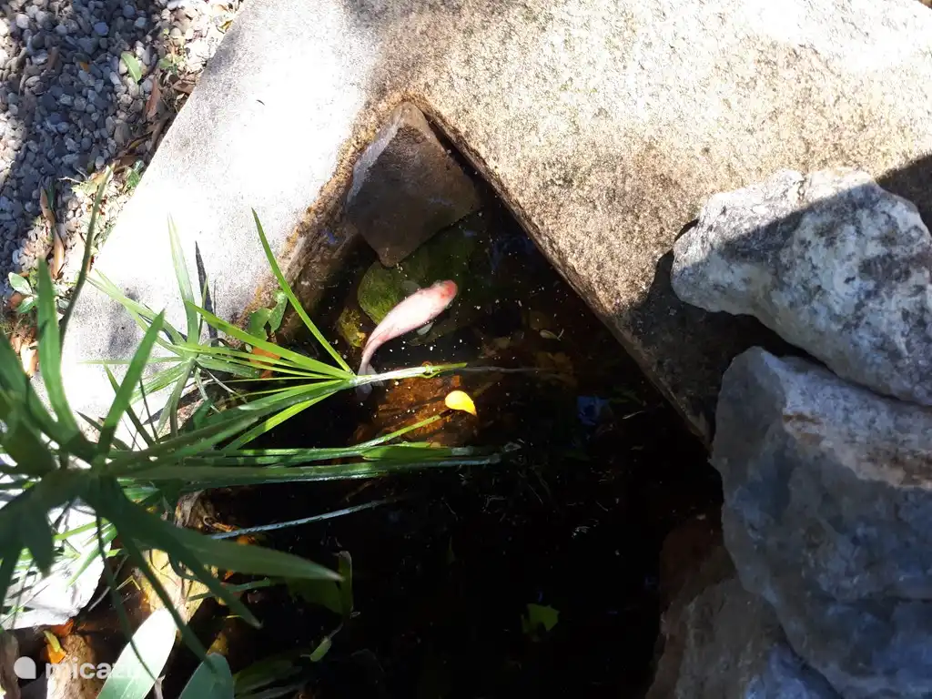 Estanque para niños con peces de colores