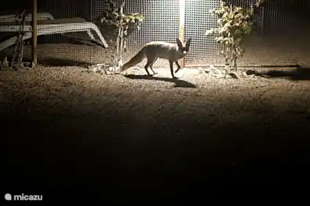 Repérer les animaux