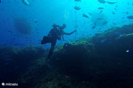 Diving - Discover the beauty of the sea