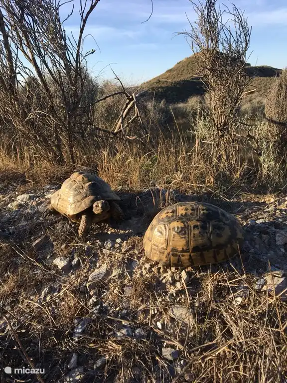 Schildkröten im Garten