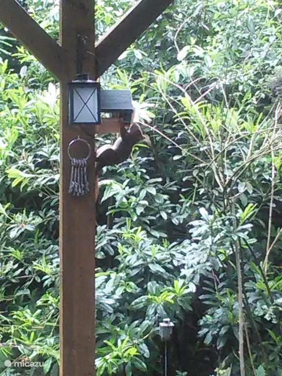 Bezoek van de eekhoorn