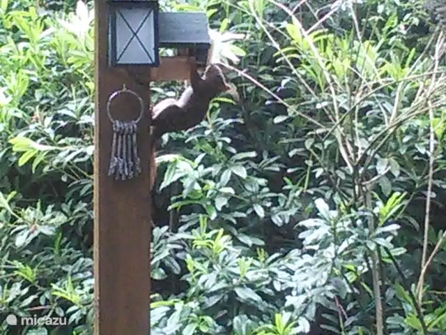 Bunderbos huren in Nederland, Overijssel, Ommen - bungalow Bezoek van de eekhoorn