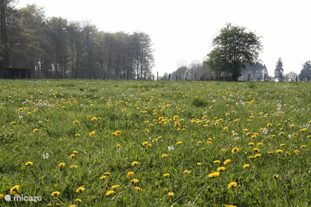 Blick von der Terrasse direkt in der Natur