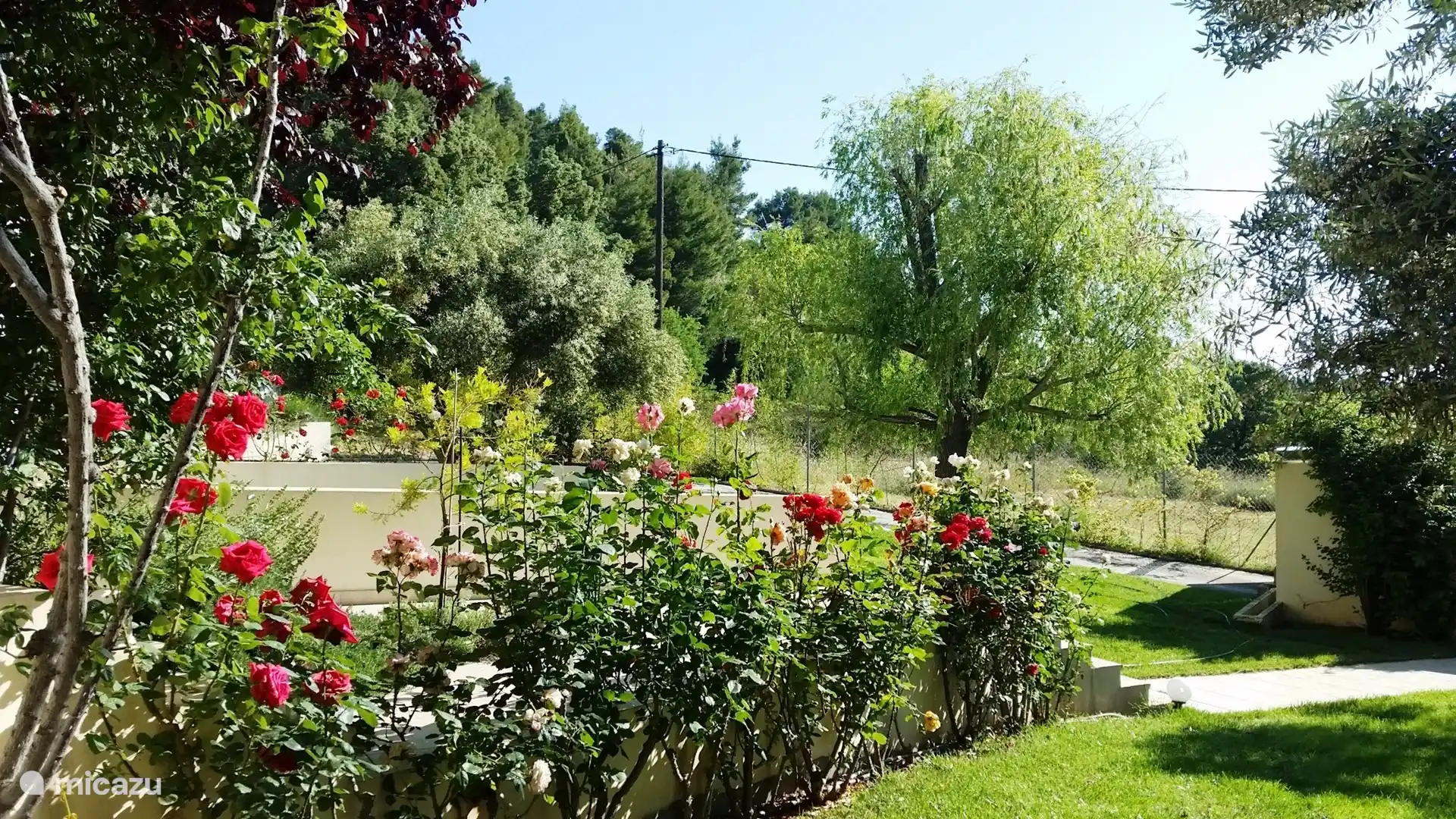 The garden of the apartment.