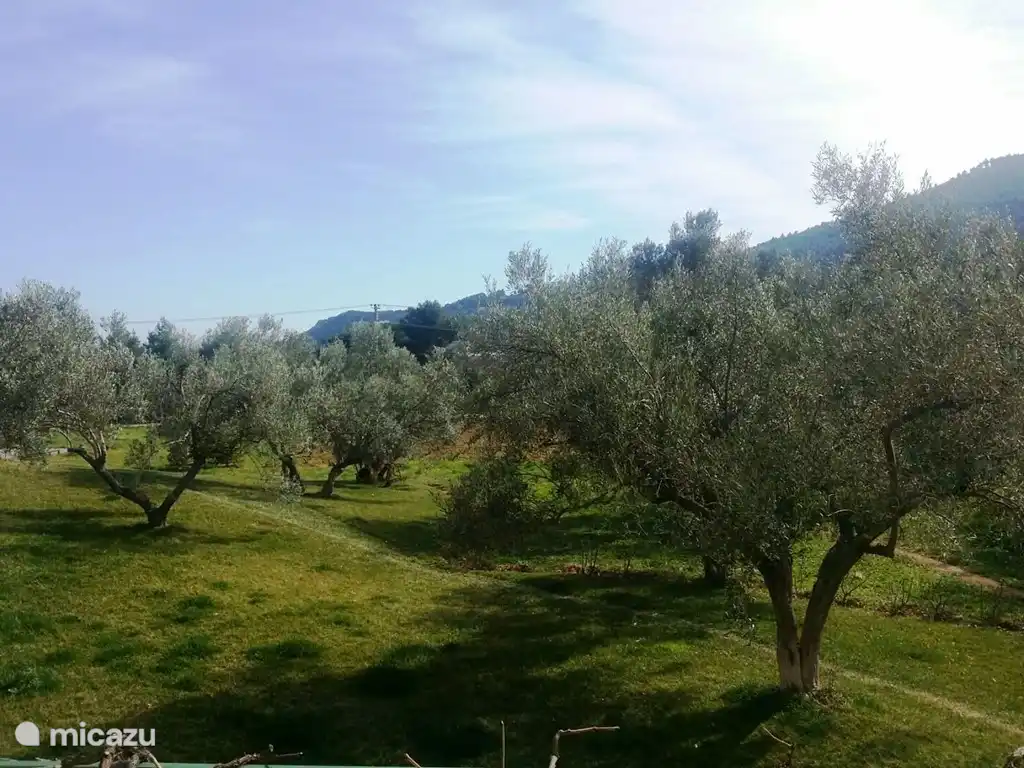 Olive trees in the garden.