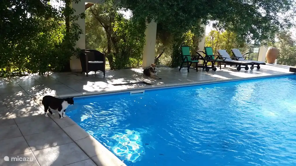 Shady swimming in the morning.