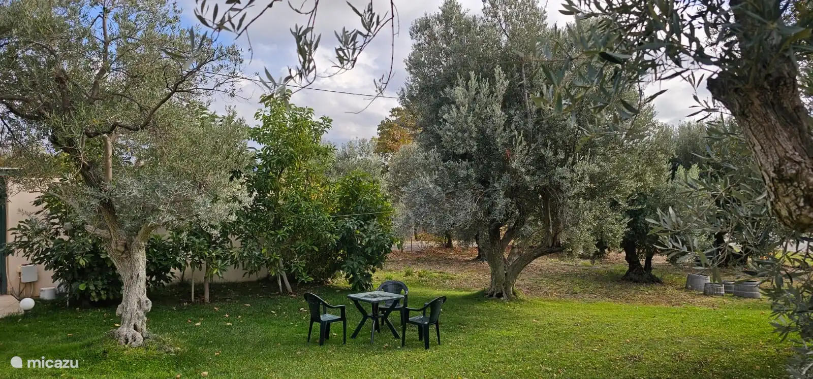 Sitting between the olive trees.