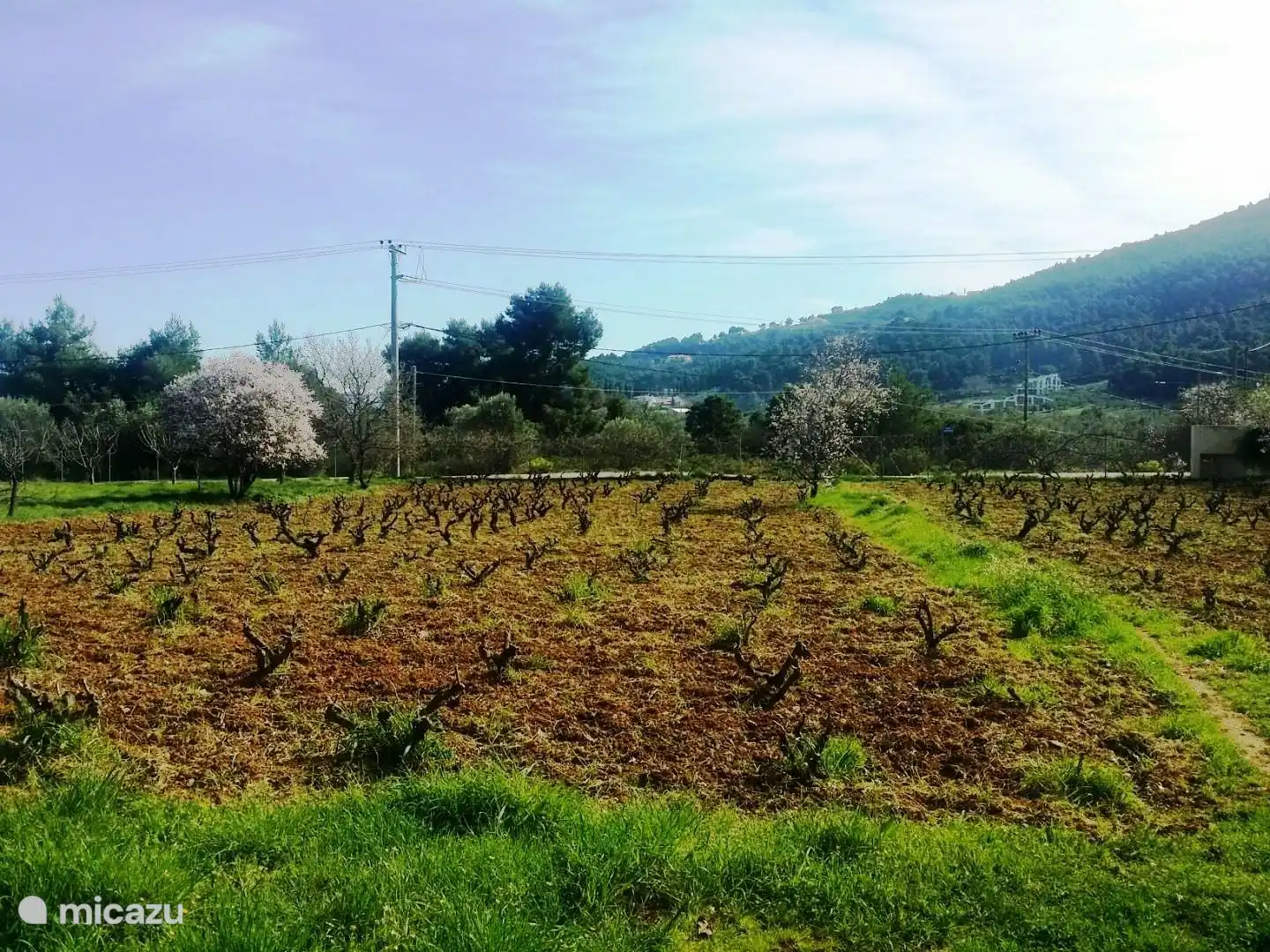 The vineyard with flowering almond tree.