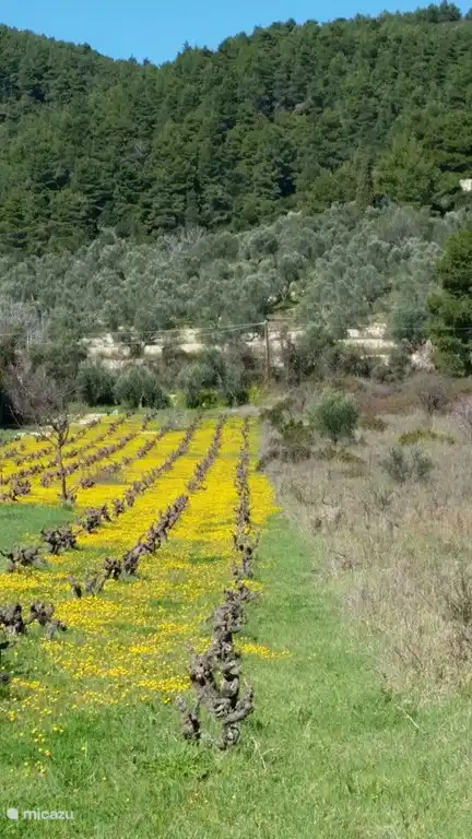 Lovely walking in the area. Flowering rapeseed between the vines.