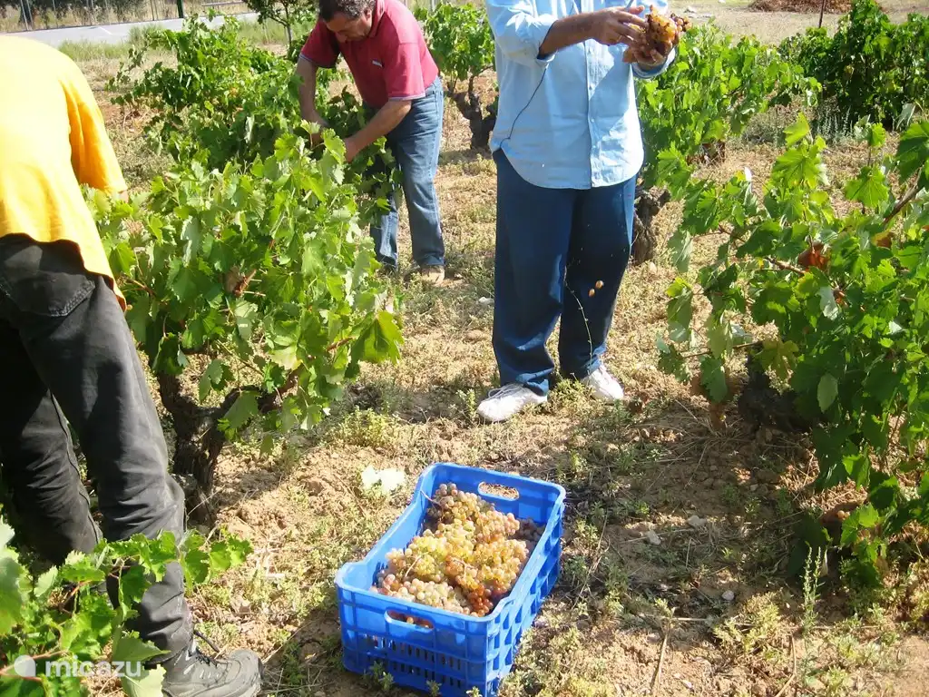 The grape harvest at the end of September.