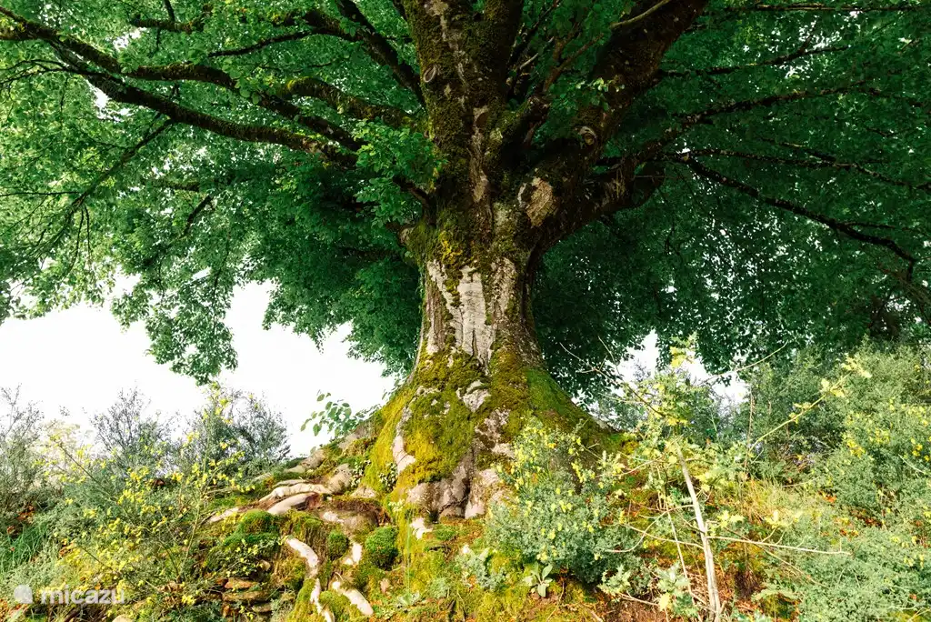 Diese Buche ist in der Nähe von Gite Anita