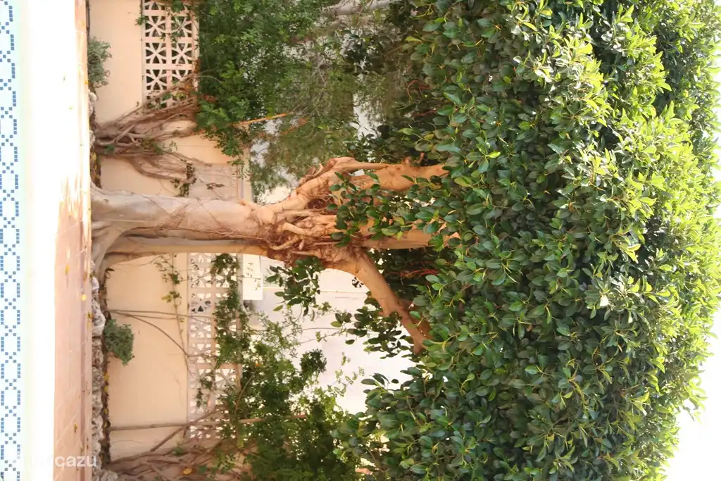 Un bel arbre pour chercher l'ombre